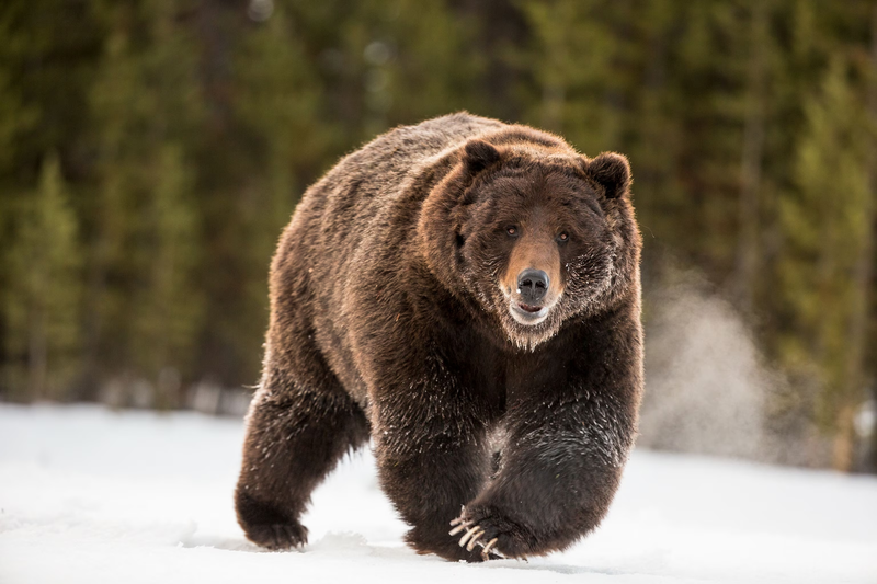 Bear