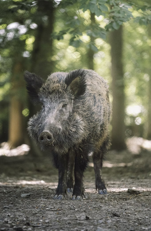 Boar
