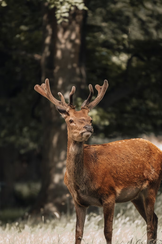 Deer