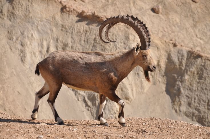 Wild Goat