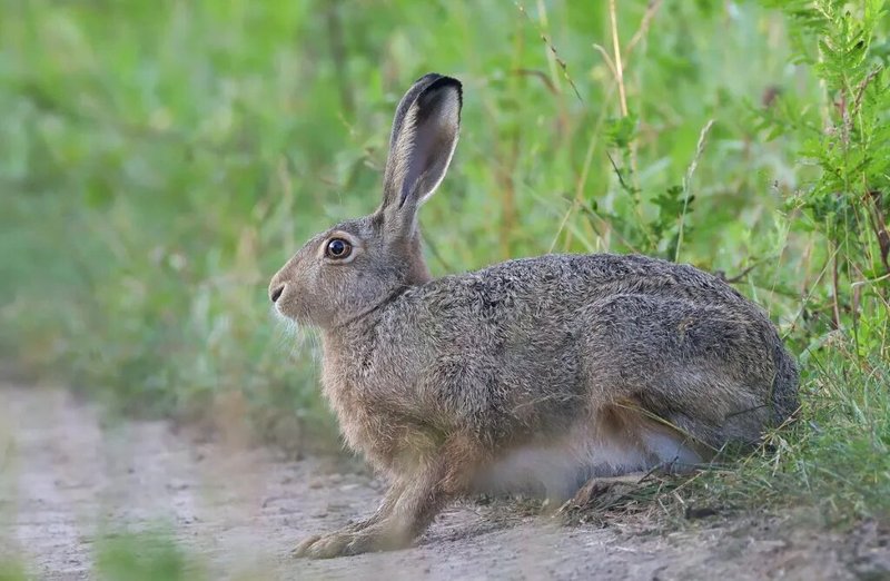 Hare