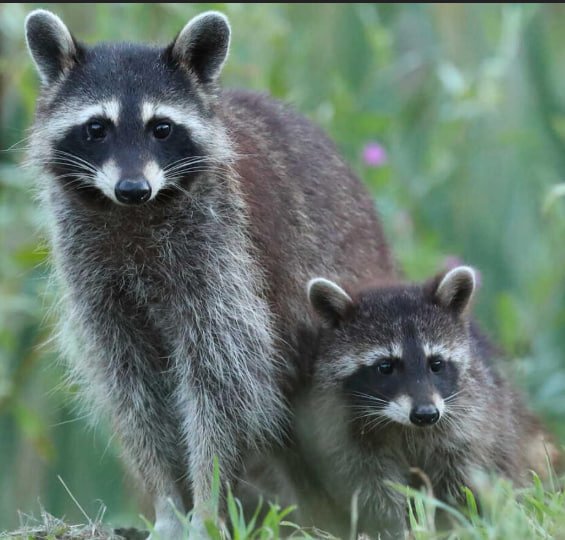 Raccon