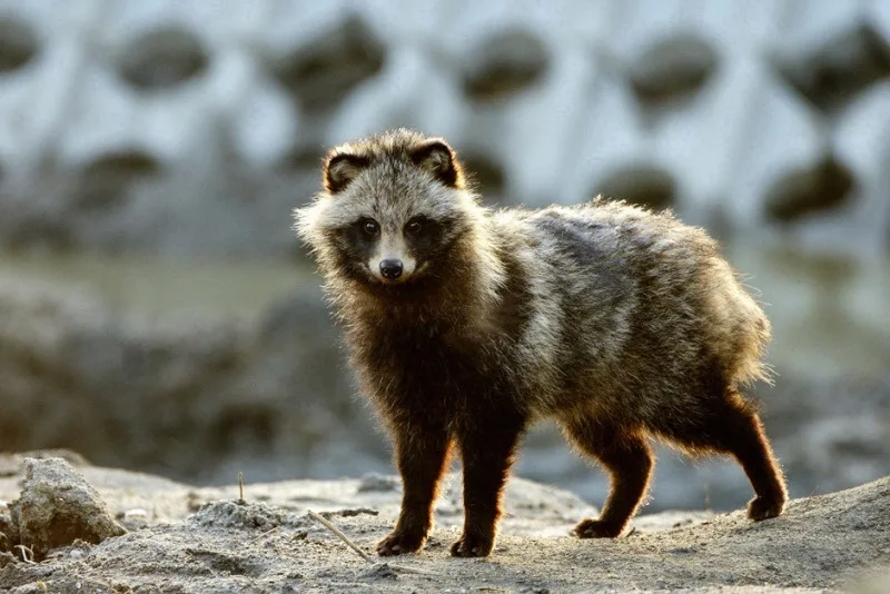 Raccon Dog