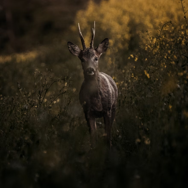 Roebuck