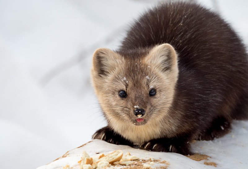 Sable
