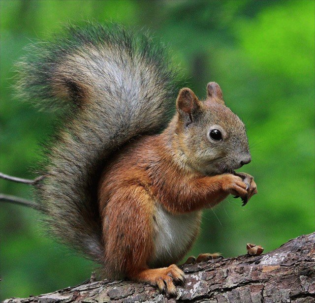 Squirrel